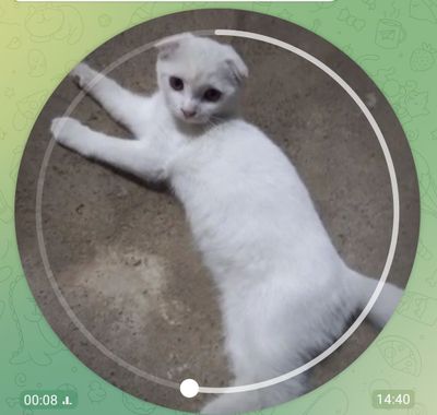 Кошка, мушук, mushuk.