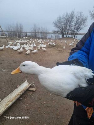 Пекинская утка без посредников. Pekin o'rdak. Голубой фаворит.