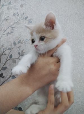 Шотландский вислоухие и прямоухи