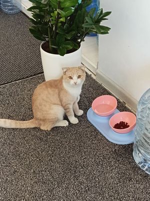 Шотландский вислоухий котёнок