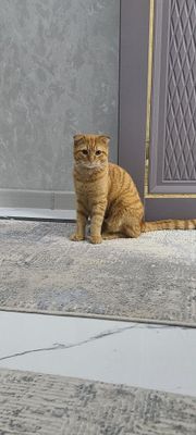 Mushik sotiladi parodiyasi scottish fold