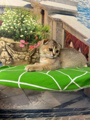 Скоттиш фолд чистокровный қиз бола