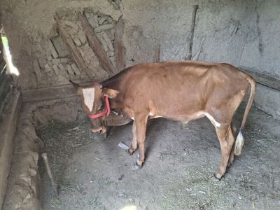 Buqacha sotiladi uyni moli