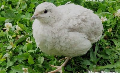 Бедана, Перепела, жужаси, тухуми