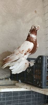 Чинни самец молодой