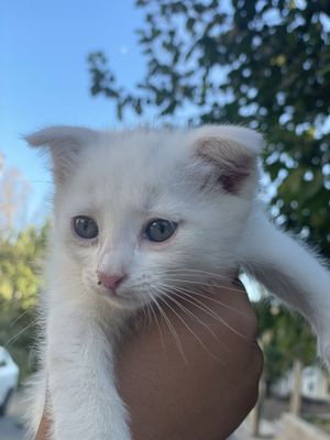 Шатланиски кошка. Shatlanski mushuk