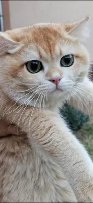 Vyazka Nasl olish Britanskiy Zoloto