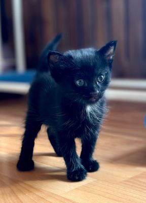 КОТЁНОК. Стильная - черная котенок- девочка.