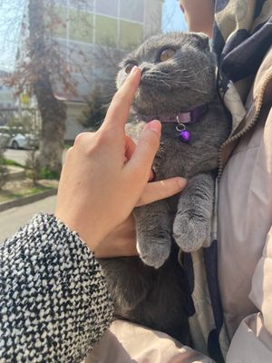 кошка на вязку скотиш фолд вислаухая
