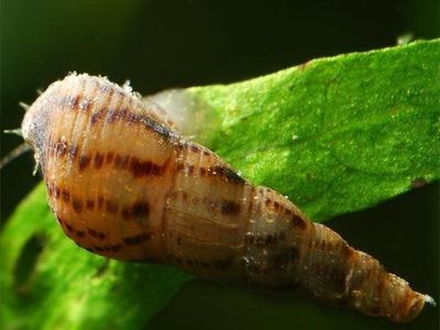 Аквариумная Улитка Мелания, Аквариум, Улитки, Малюск