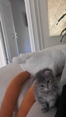 Мушук сотилади шотландский