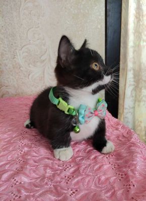 Продается элитный котенок Манчкин, девочка.