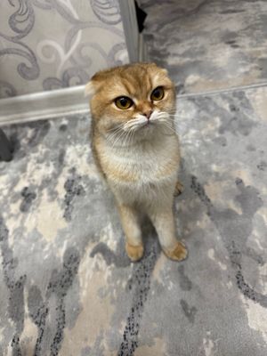 Кошка золотистая шиншила 1год, игривая 300$