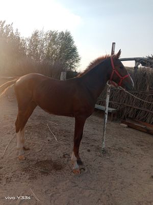 Toy sotiladi Yaxshi oyoq qol soglom