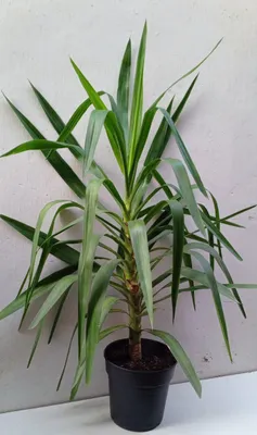 Комнатная юкка. Цветы для дома и офиса. Концы листьев не острые
