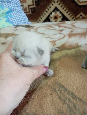 Котята британский страйт