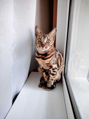 BENGAL KARALEVSKIY ‼️ БЕНГАЛ КАРАЛЕВСКИЙ ‼️