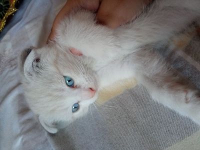 Продаётся котёнок скоттиш фолд.