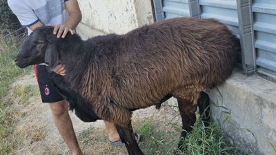 Hisori qo'y sotiladi