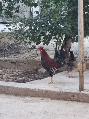 Tuxum yaxshi uruglangan tovuqlar tuxumi