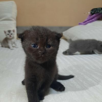 Сотлади мушукчалар