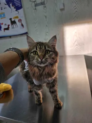 Срочно ищу дом для молодой кошечки.