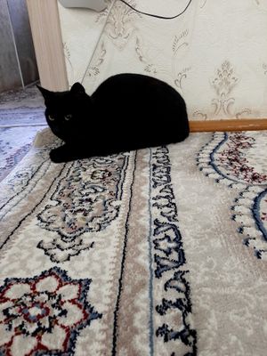 Mushukni tekinga beraman avgustda 1 yosh boladi ogil bola