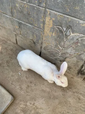 hikol sotiladi sames