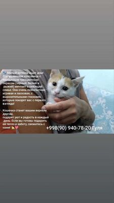 Котенок в добрые руки