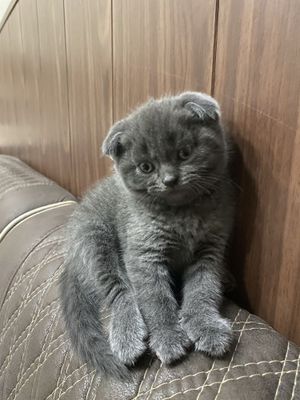 Scottish fold 3oylik