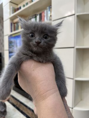 Продам котенка в хорошие руки