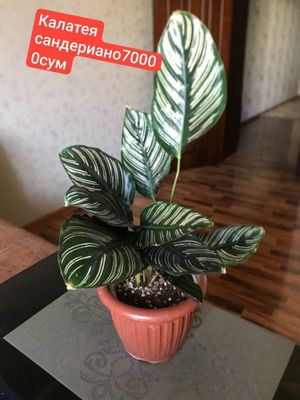 Продаю излишки комнатных цветов