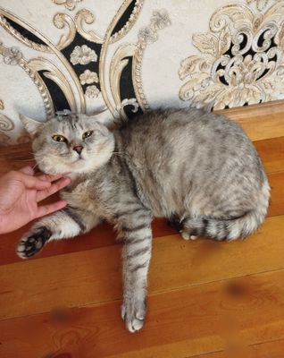 Skotish strayt tabby shinshilla
