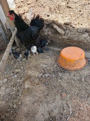 tavuq bolalari bilan sotiladi