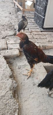 Дакан хурозлар ва товуклар сотилади