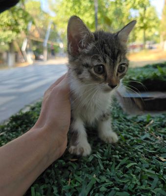 Котёнок, девочка, 1-2 месяца