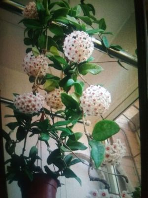 Продается в связи с переездом домашний плюш ХОЙЯ ОЧ ДЛИНАЯ