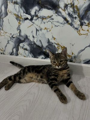 Bengal muwu zotdor arzonga bervorama