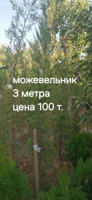 можевельник дарахт сотилвотти