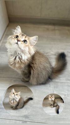 Котенок шиншилла