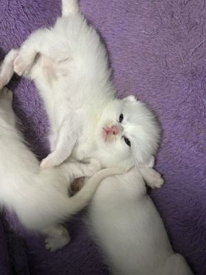 Шиншилла белый 1 месяц