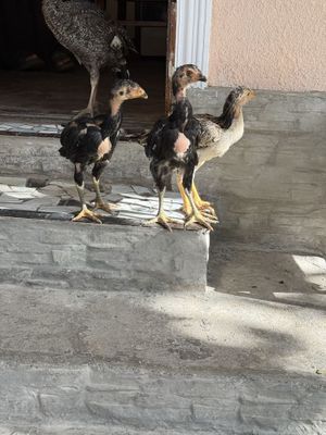Dakan jojalari qoni toza