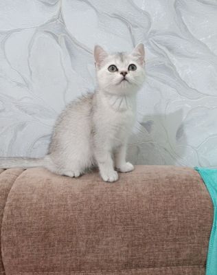 Продаётся серебристая шиншилла девочка