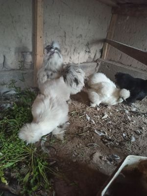Sholk Amerkanskiy paroda besh panja ko'k terili go'shti tumshuq ko'k
