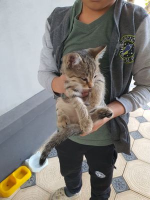 Отдам котят бесплатно в добрые руки