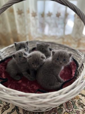 Продается котята