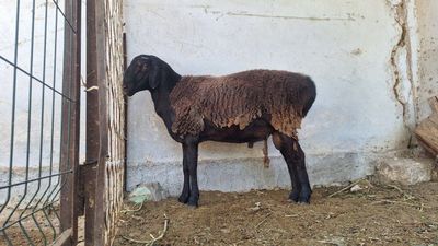 Продается баран quchqor