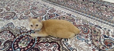Zalatisty shishila