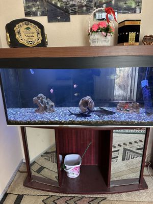 Akvarium sotiladi baliqlaribilan