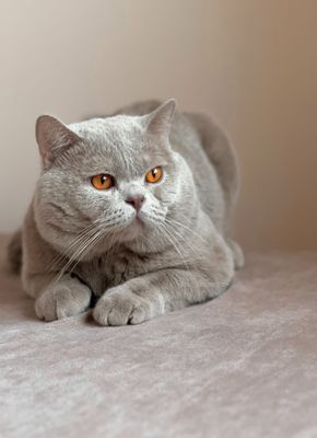 Вязка! Британский кот